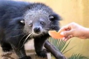 Langkawi Wildlife Park